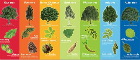 Our Native Tree .